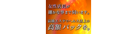 五感の癒し　さくら